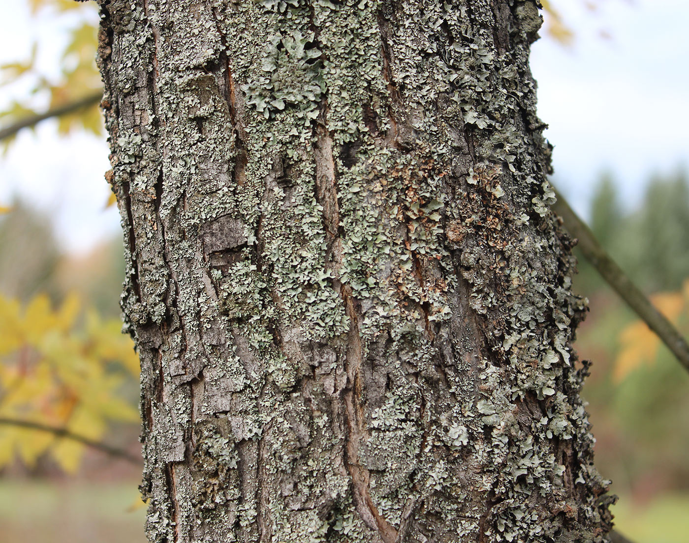 Image of Acer saccharinum specimen.