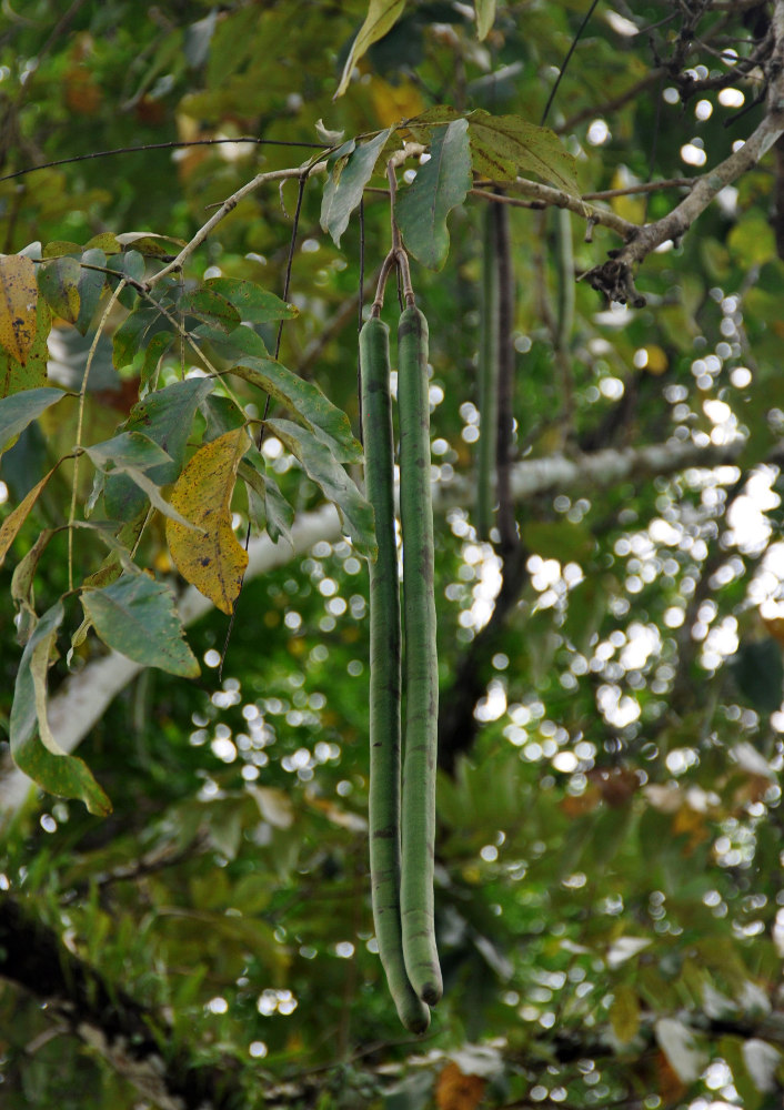 Image of Cassia fistula specimen.