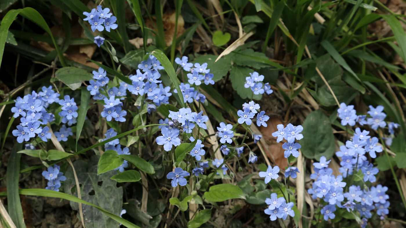 Изображение особи Omphalodes cappadocica.