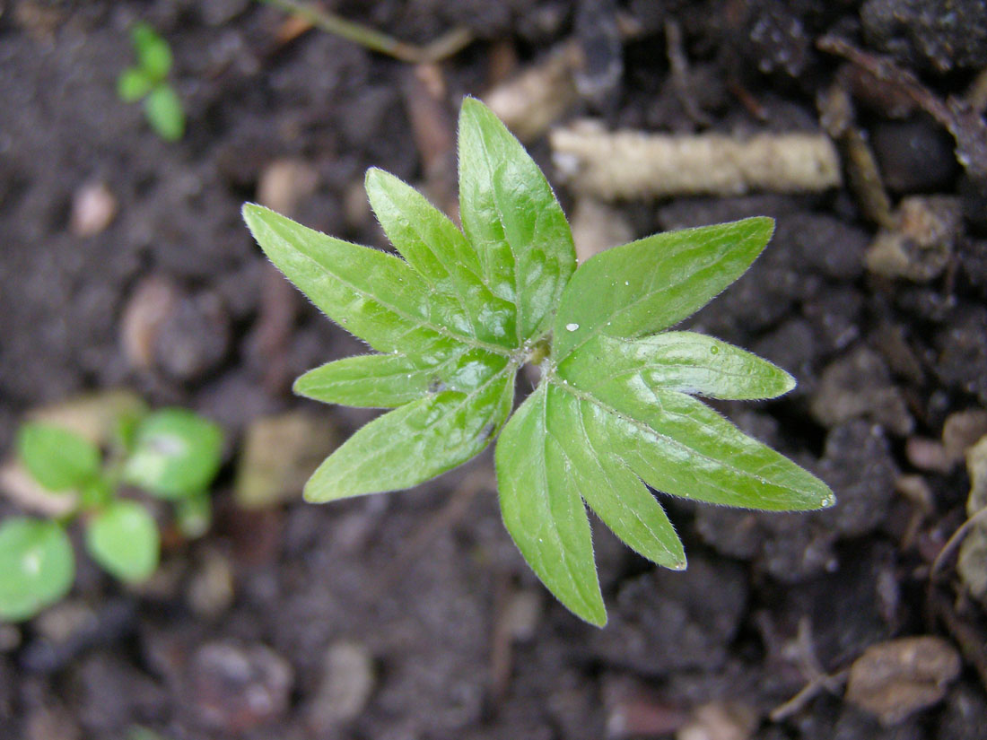 Изображение особи Tilia cordata.