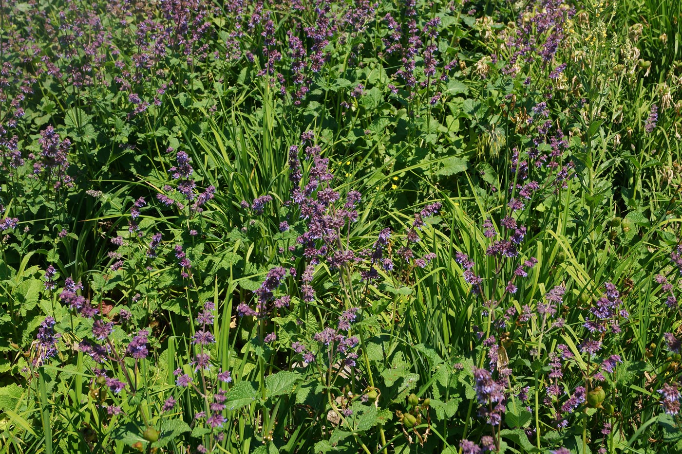 Изображение особи Salvia verticillata.