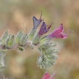 Echium angustifolium