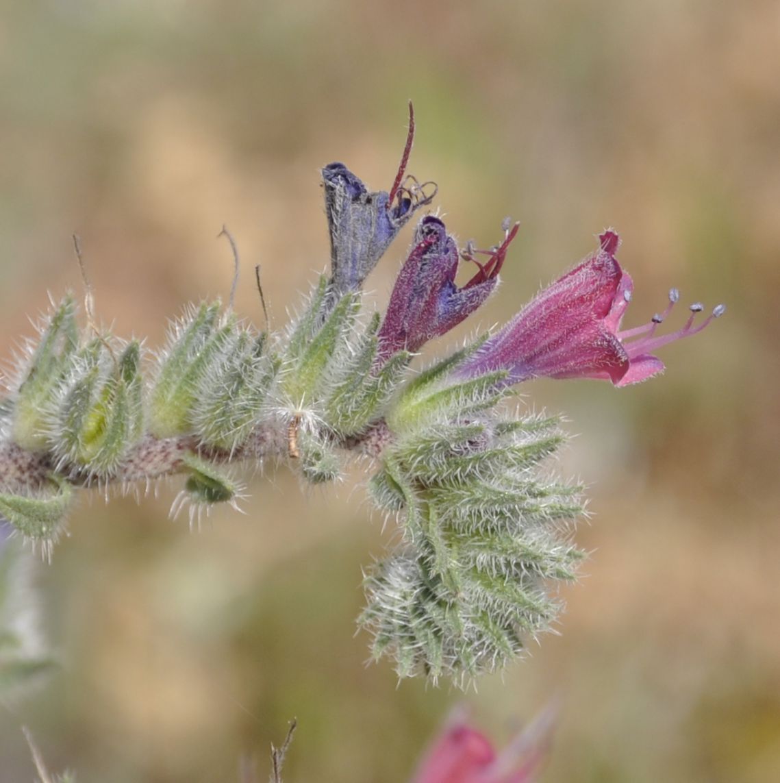 Изображение особи Echium angustifolium.