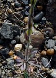 Arabis borealis. Нижняя часть цветущего растения с прикорневыми листьями. Якутия, Мирнинский р-н, окр. пос. Светлый. 21.06.2009.