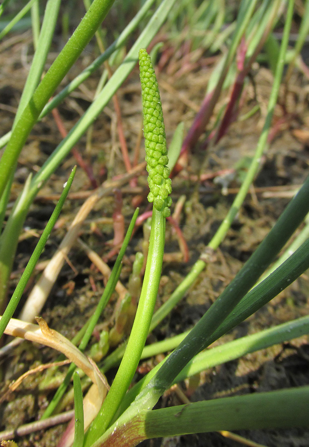 Image of Triglochin maritima specimen.