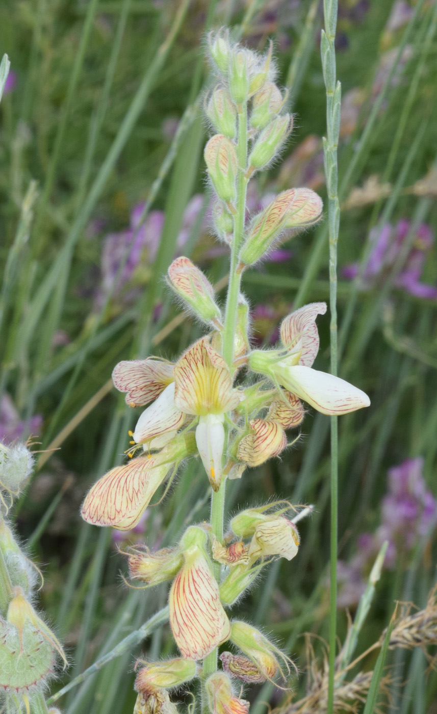 Image of Onobrychis chorassanica specimen.