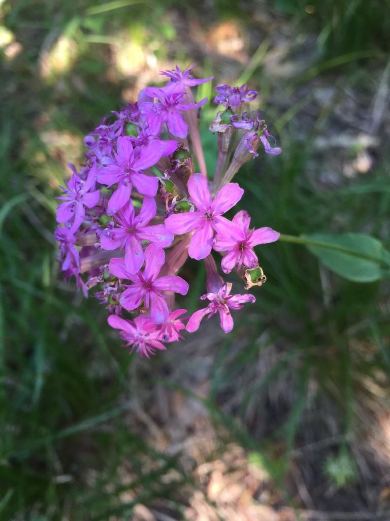 Изображение особи Silene compacta.