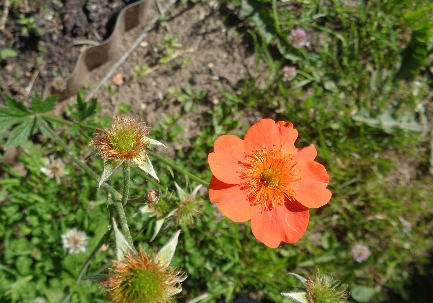 Image of Geum quellyon specimen.