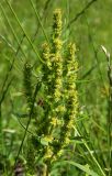 Rumex maritimus. Соплодия. Московская обл., Солнечногорский р-н, близ Щепкина болота, просека под ЛЭП. 12.07.2018.