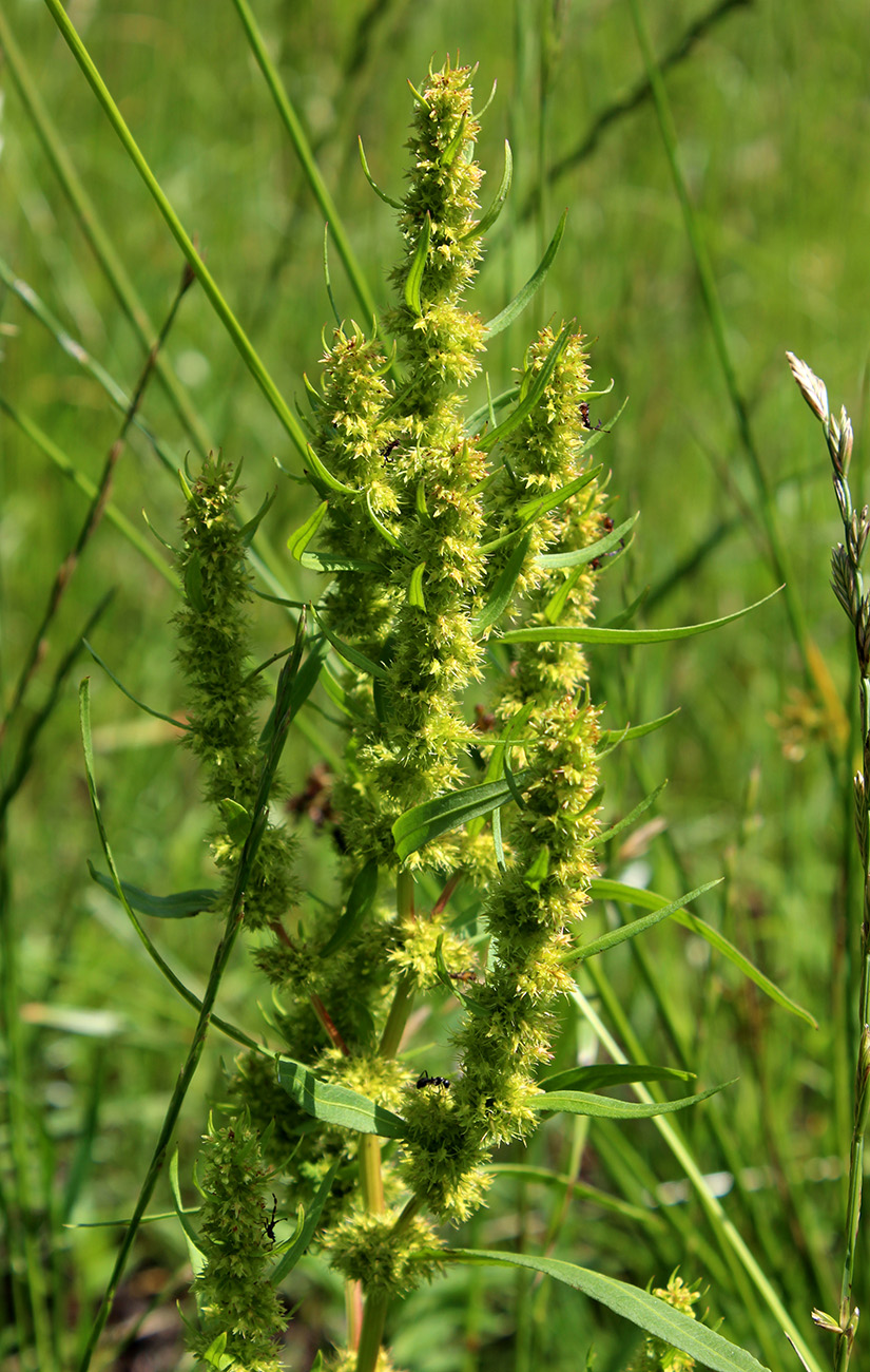 Изображение особи Rumex maritimus.