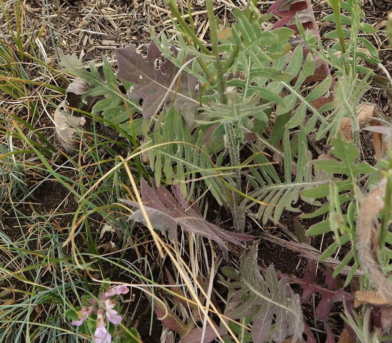 Image of Klasea radiata specimen.