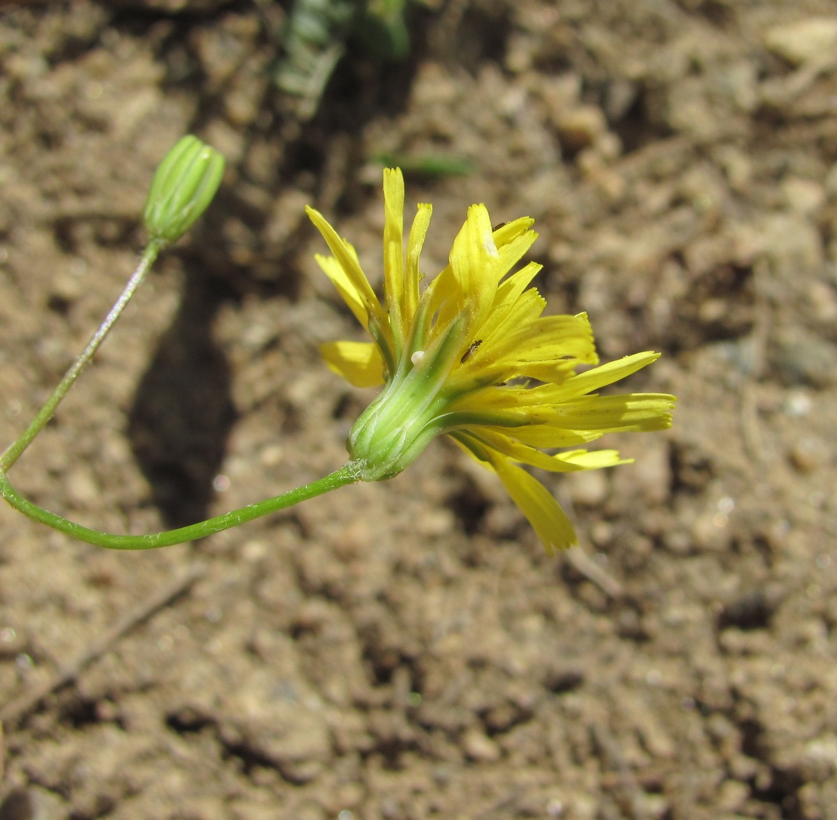 Изображение особи Crepis pulchra.