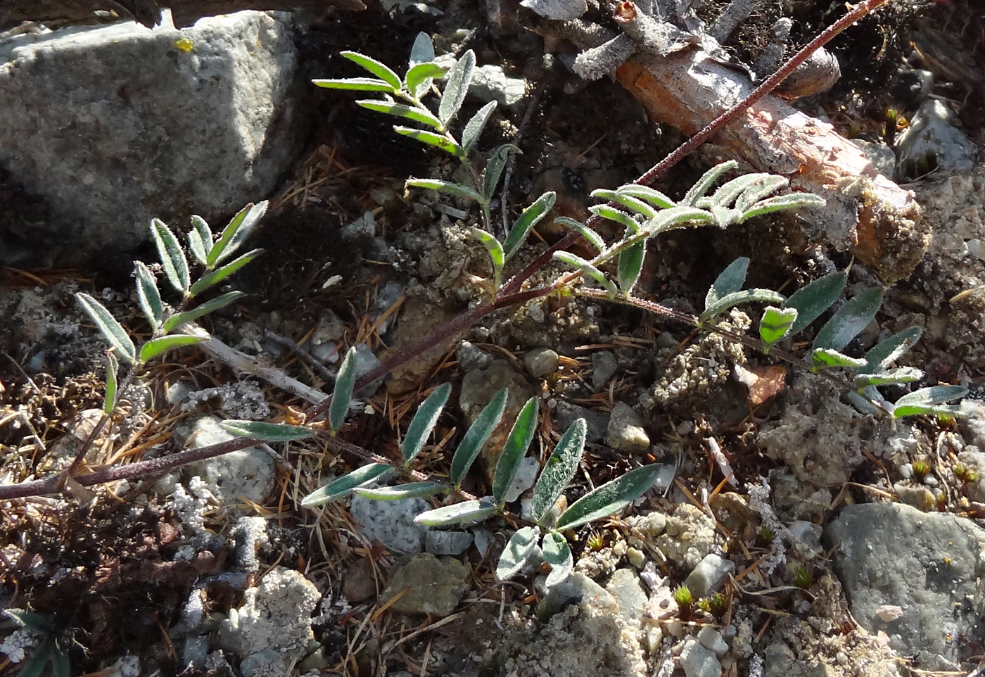 Image of familia Fabaceae specimen.