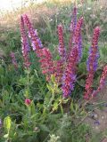 Salvia tesquicola