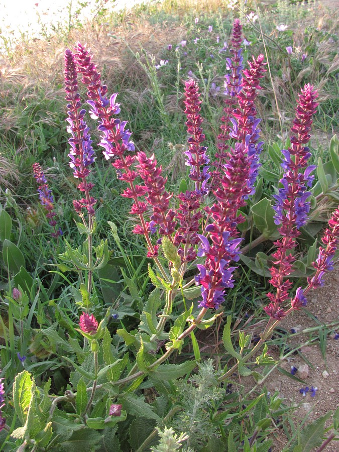 Image of Salvia tesquicola specimen.