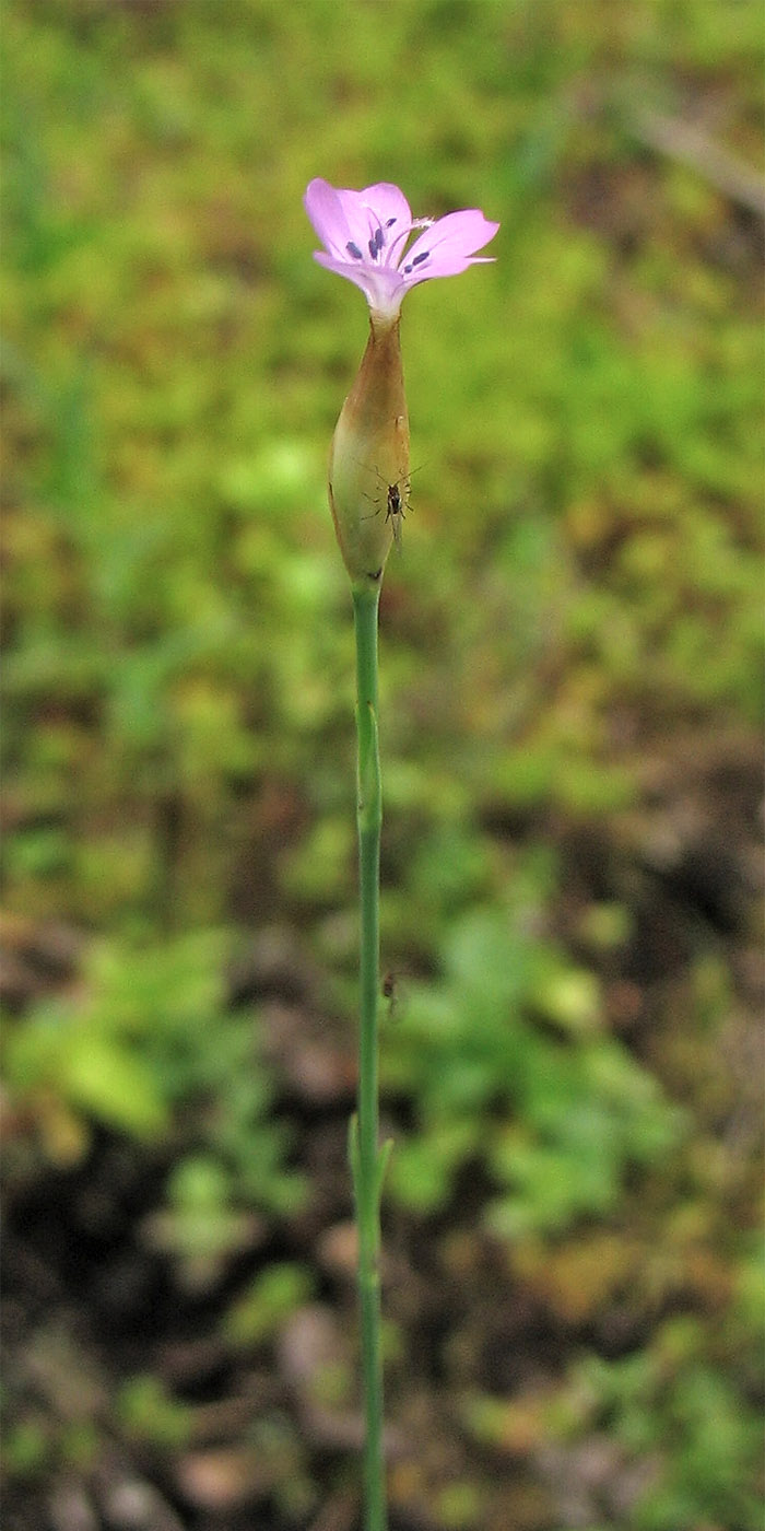 Изображение особи Petrorhagia prolifera.