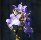 Campanula pyramidalis. Соцветие с сидящими насекомыми. Черногория, г. Херцег-Нови (Herceg Novi), Старый город, на вертикальной крепостной стене. Июль 2017 г.