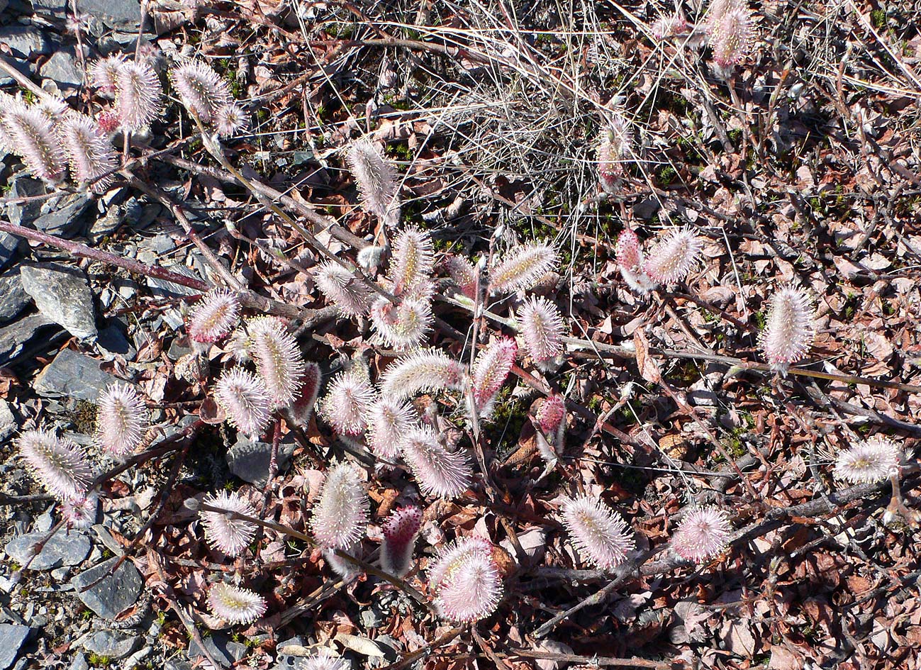 Image of genus Salix specimen.