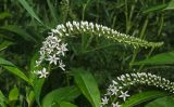 Lysimachia clethroides