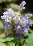 Prunella vulgaris