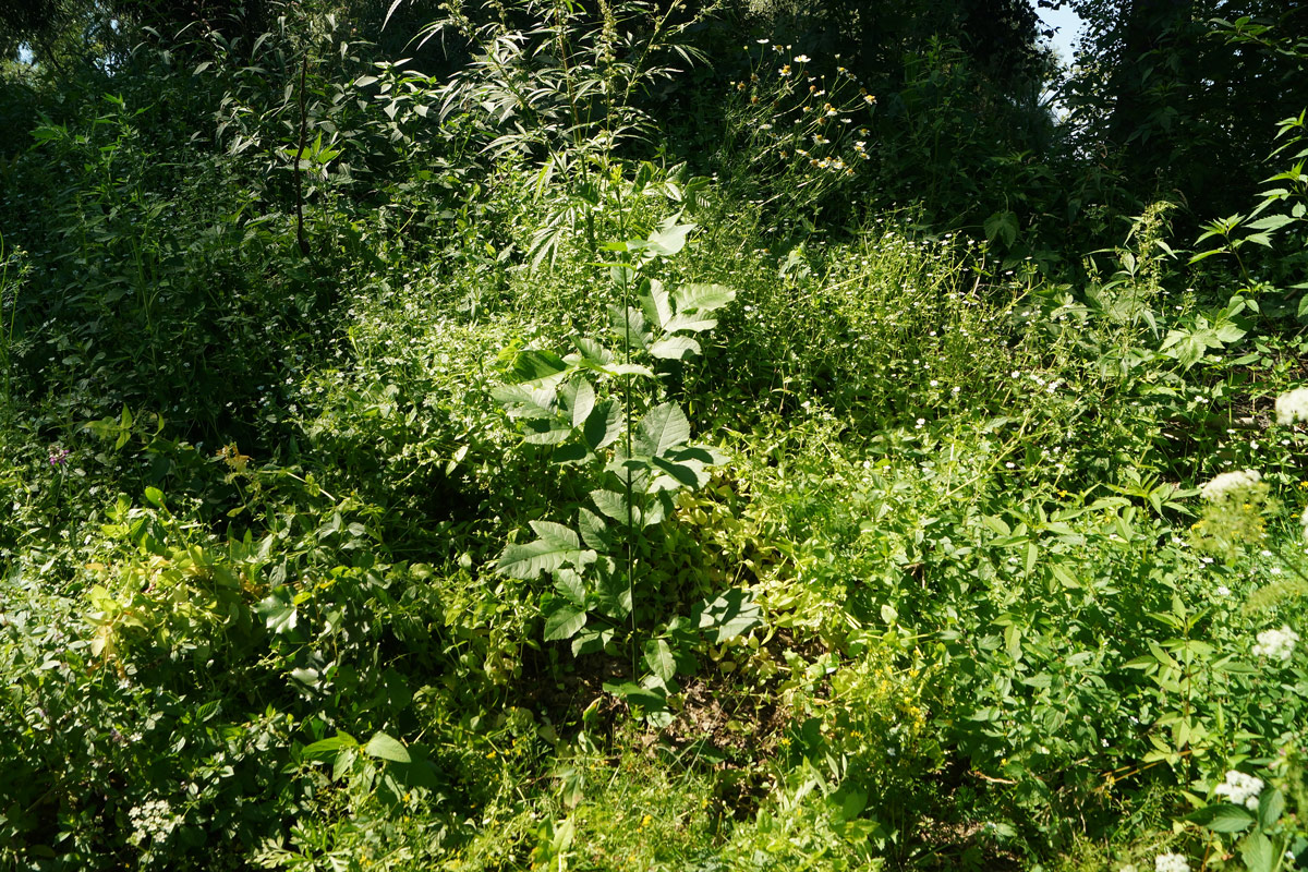 Изображение особи Fraxinus pennsylvanica.