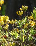 Rhododendron luteum