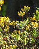Rhododendron luteum. Верхушки побегов с бутонами. Северная Осетия, север Осетинской равнины, пойма р. Курентедон. 08.05.2010.