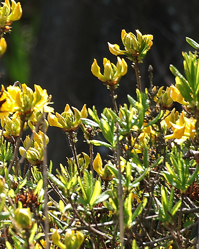 Изображение особи Rhododendron luteum.