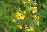 Verbascum pyramidatum. Часть соцветия с цветками и бутонами. Карачаево-Черкесия, окр. пос. Нижний Архыз, Нижне-Архызский историко-архитектурный и археологический комплекс, луг. 12.09.2018.