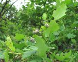 Quercus pubescens