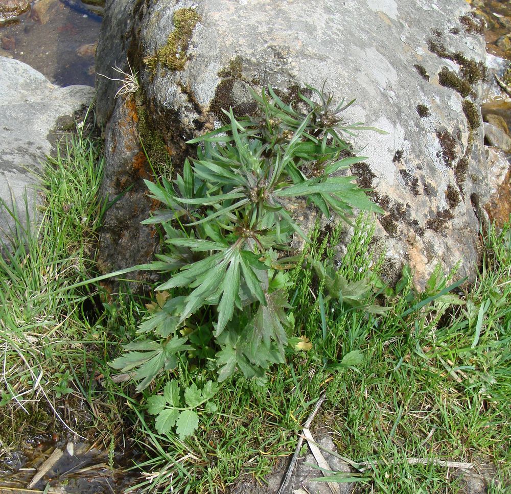 Image of genus Ranunculus specimen.