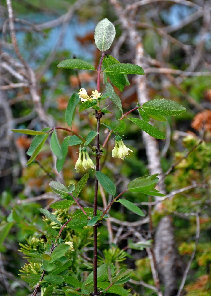 Image of Lonicera altaica specimen.