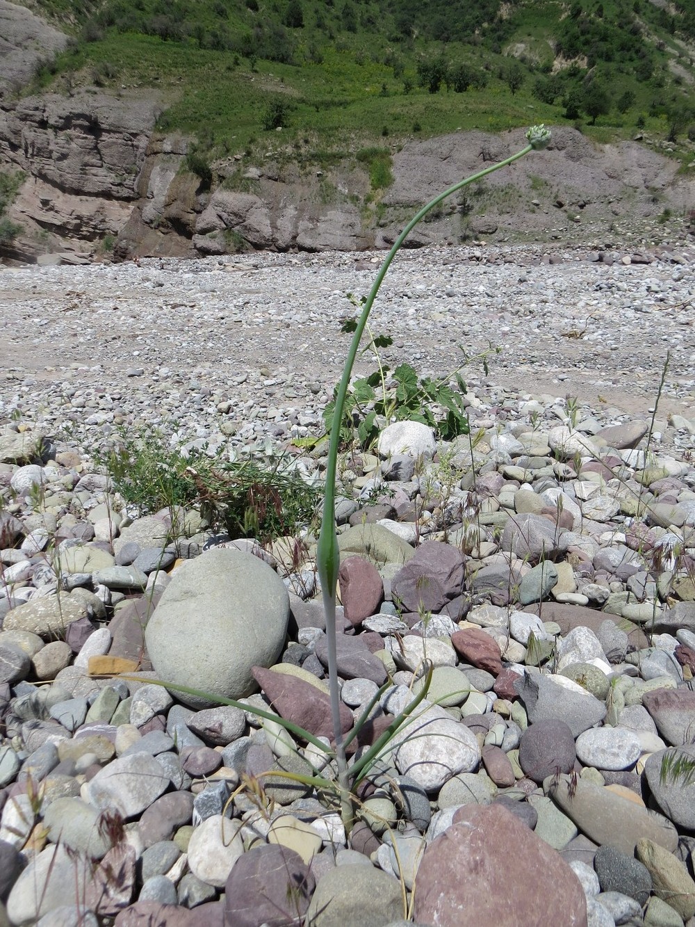 Image of Allium oschaninii specimen.