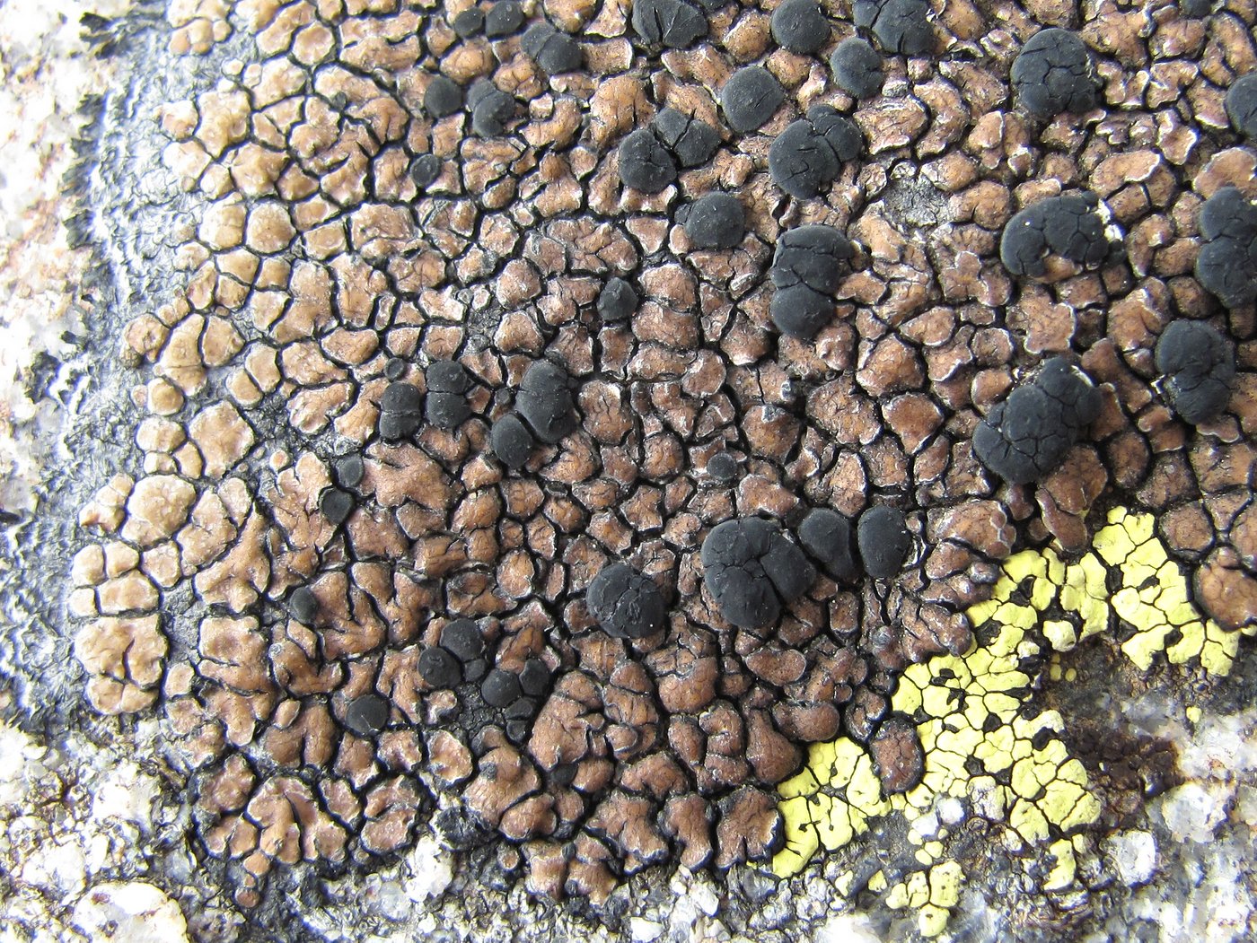 Image of Lecidea fuscoatra specimen.