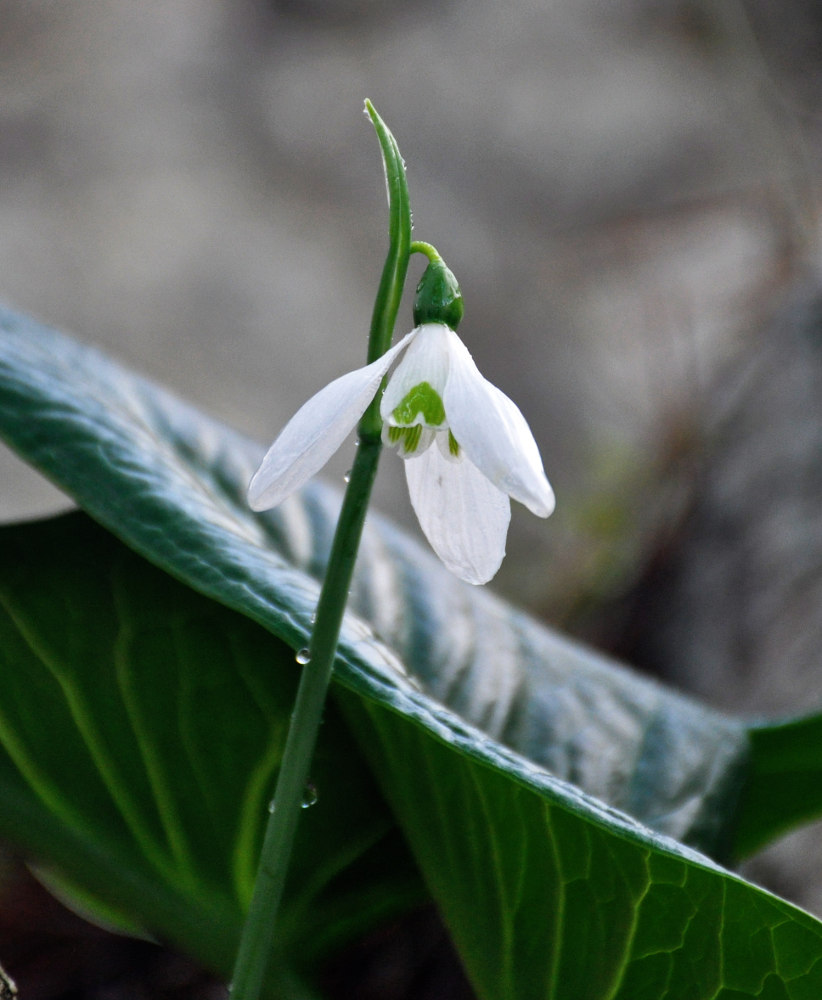 Изображение особи род Galanthus.