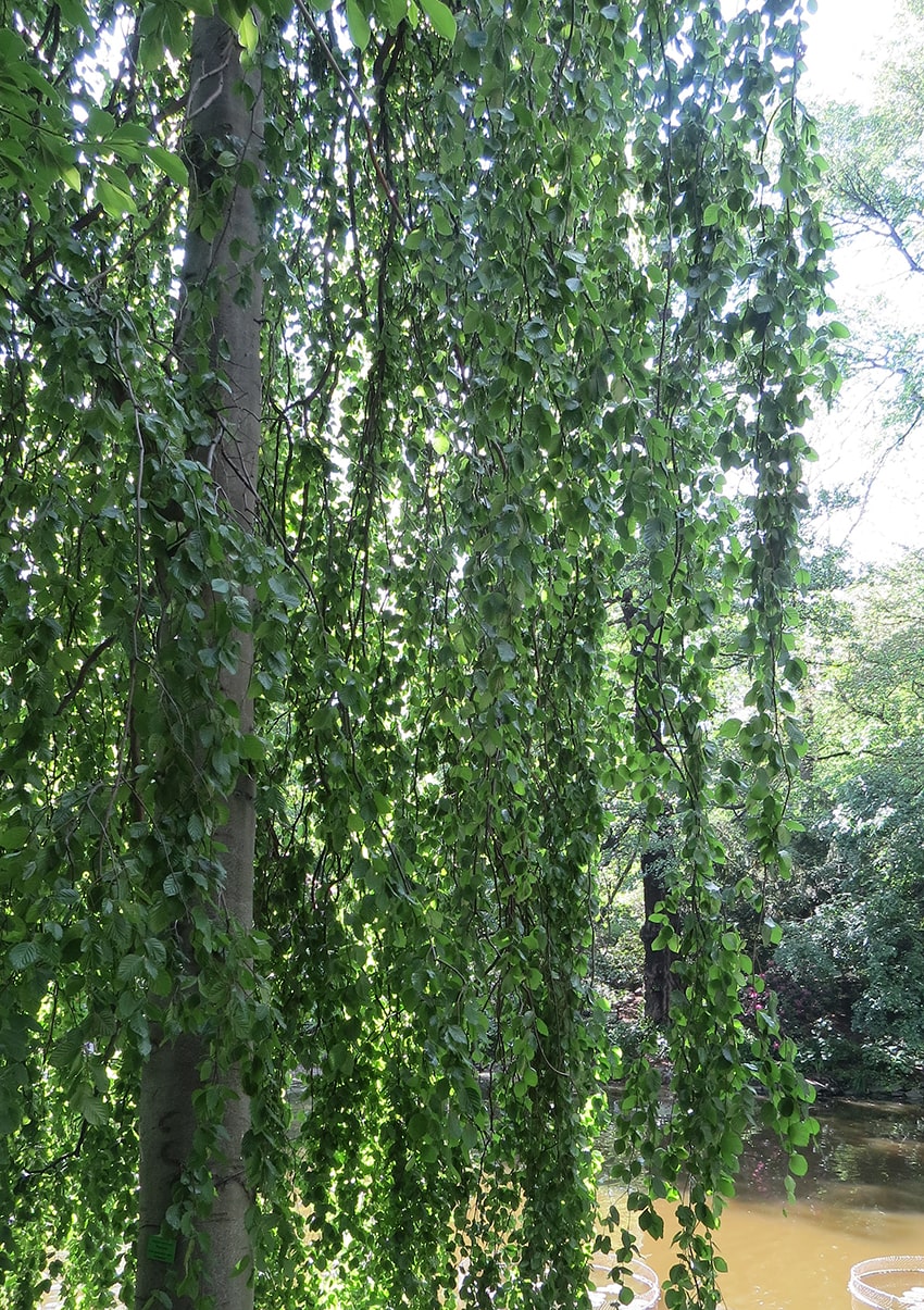 Image of Fagus sylvatica var. pendula specimen.