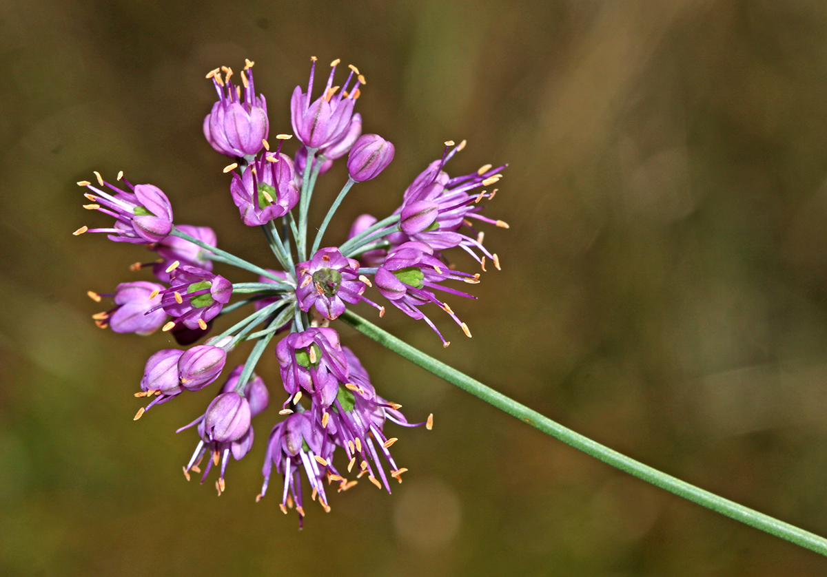 Изображение особи Allium sacculiferum.