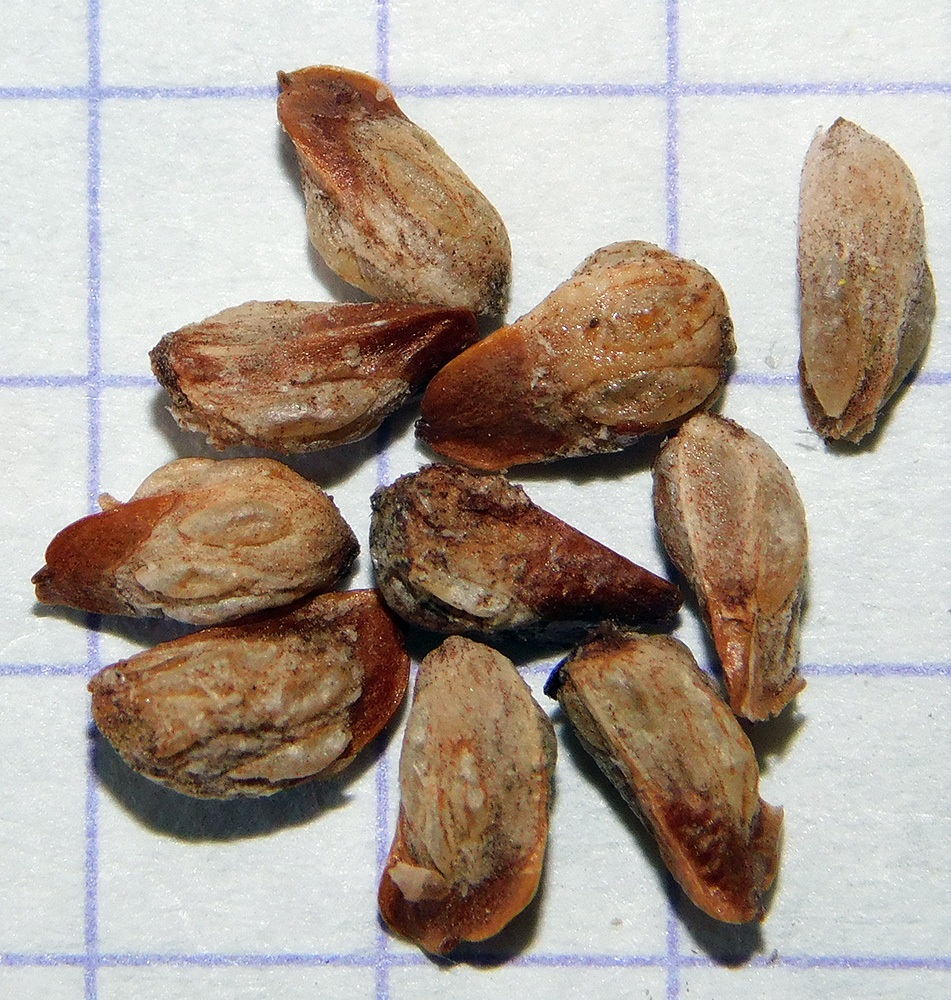Image of Juniperus deltoides specimen.