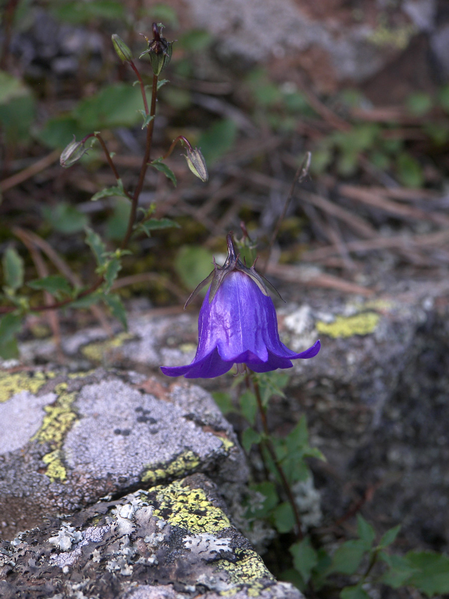 Image of Campanula calcarata specimen.