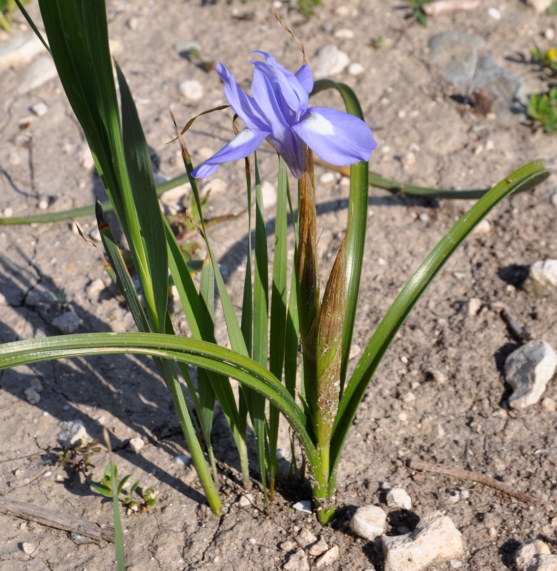 Изображение особи Moraea sisyrinchium.