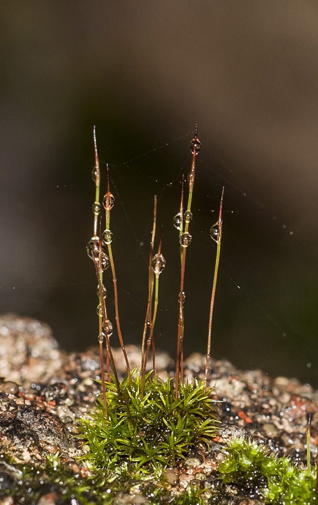 Image of class Bryopsida specimen.