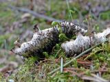 Peltigera leucophlebia. Нижняя сторона таллома с ризоидами. Свердловская обл., окр. г. Североуральск, правый берег канала Дублёр, подножие известняковой скалы, моховая подстилка. 27.05.2018.