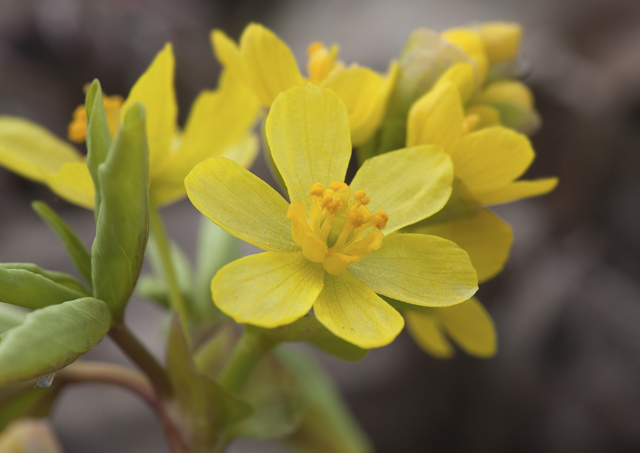 Изображение особи Gymnospermium altaicum.