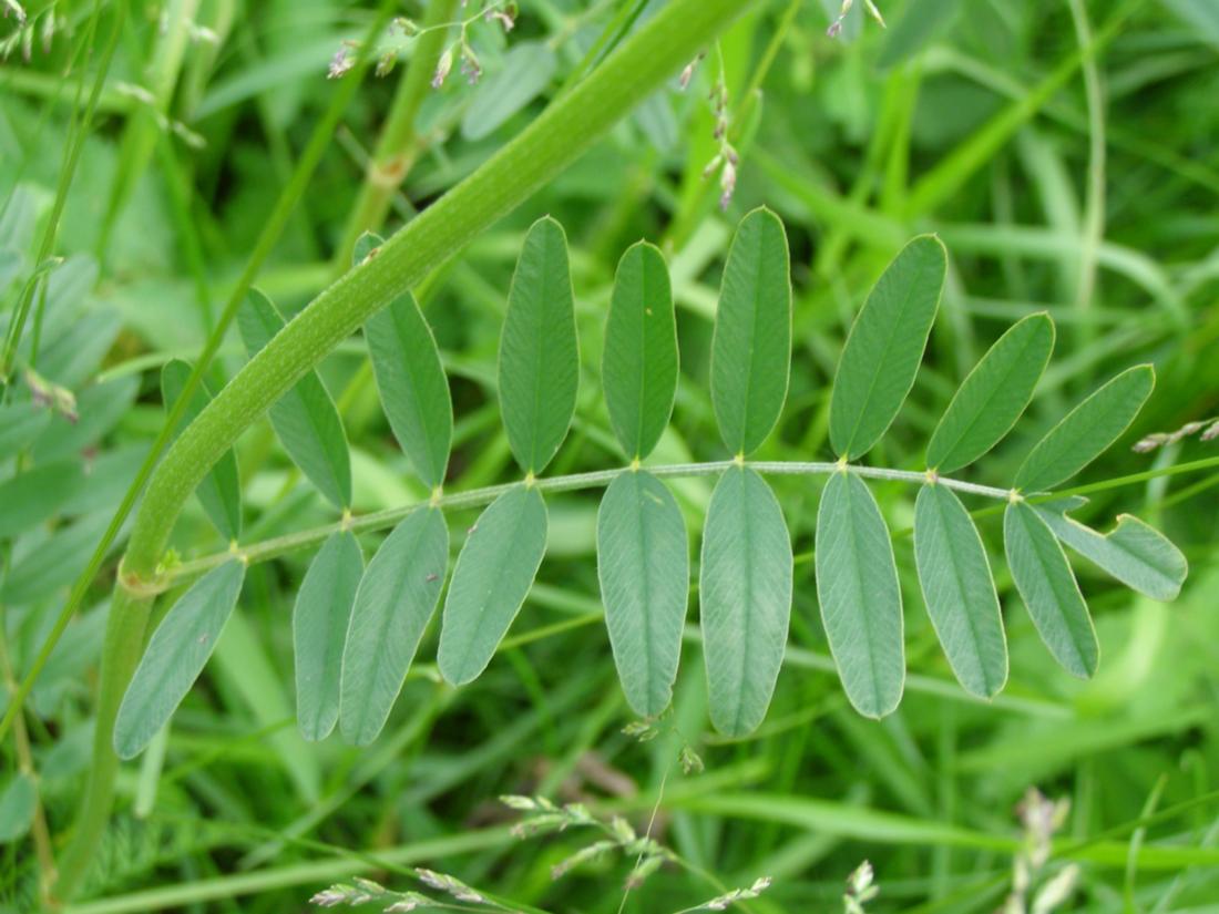 Изображение особи Onobrychis arenaria.
