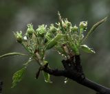 Pyrus communis