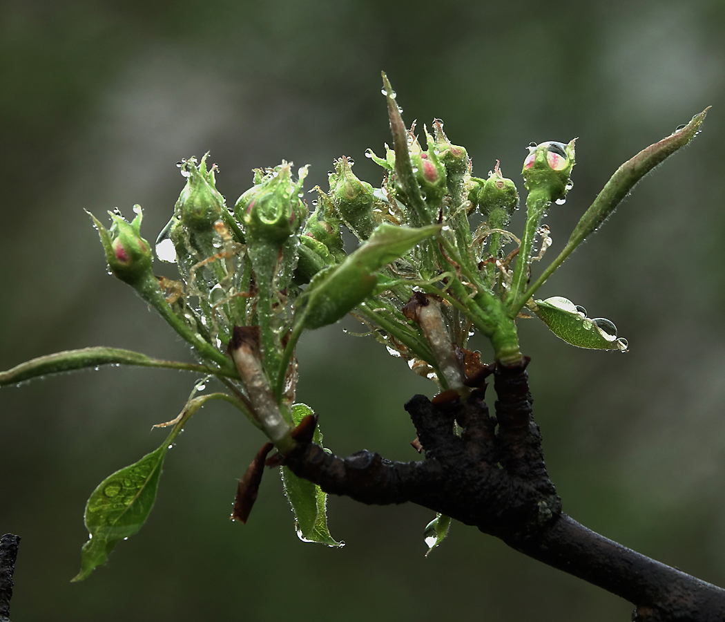 Image of Pyrus communis specimen.