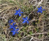Gentiana angulosa. Цветущие растения. Дагестан, Левашинский р-н, окр. с. Леваши, северный склон хр. Куркурах, ок. 1300 м н.у.м. 26.04.2019.