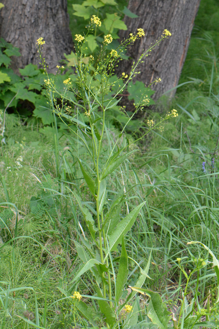 Image of Bunias orientalis specimen.