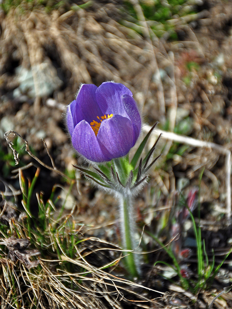 Image of Pulsatilla multifida specimen.