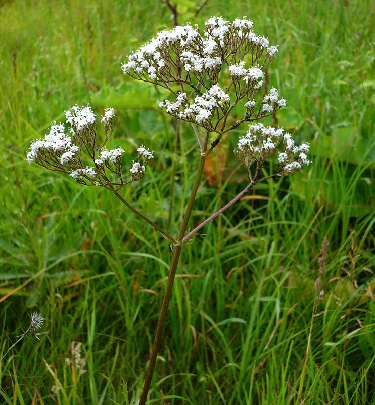 Image of Valeriana officinalis specimen.